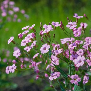 Gypsomilka plazivá ružová, v črepníku Gypsophila repens. Rose