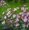 Gypsomilka plazivá ružová, v črepníku Gypsophila repens. Rose
