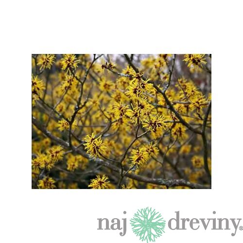 Hamamel virgínsky, 40/60 cm, v črepníku Hamamelis virginiana