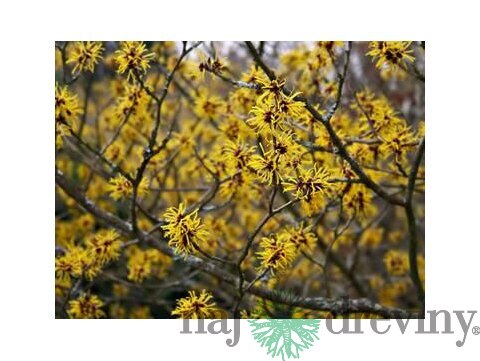 Hamamel virgínsky, 40/60 cm, v črepníku Hamamelis virginiana