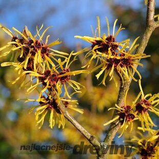Hamamel Virgínsky červený kvet, výška 80/120 cm, v črepníku 5l Hamamelis Virginiana