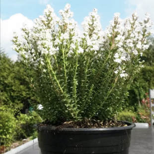 Hebe Baby Marie, v črepniku Hebe Baby Marie