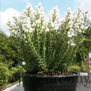 Hebe Baby Marie, v črepniku Hebe Baby Marie