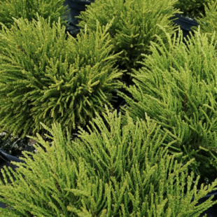 Hebe Golden nugget 10/15 cm, v črepniku Hebe Golden nugget