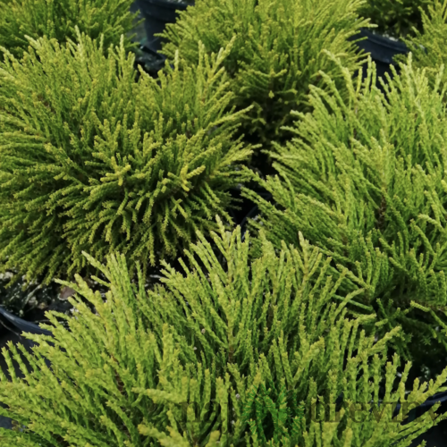 Hebe Golden nugget 10/15 cm, v črepniku Hebe Golden nugget