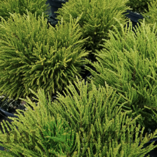 Hebe Golden nugget 10/15 cm, v črepniku Hebe Golden nugget