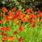 Helénium jesenné ‘Moerheim Beauty‘, 10/15 cm, v črepníku Helenium autumnale Moerheim Beauty