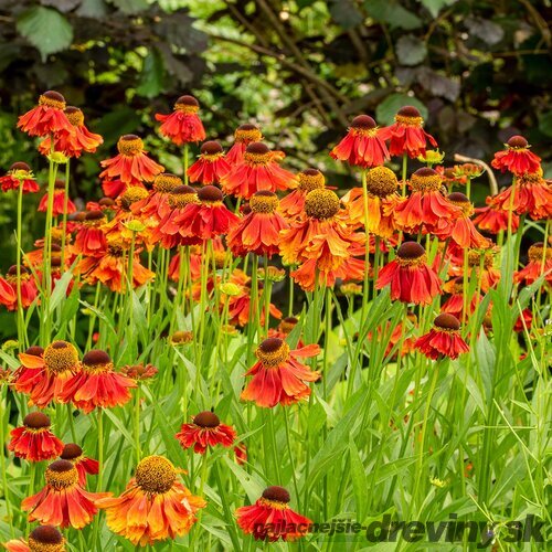 Helénium jesenné ‘Moerheim Beauty‘, 10/15 cm, v črepníku Helenium autumnale Moerheim Beauty