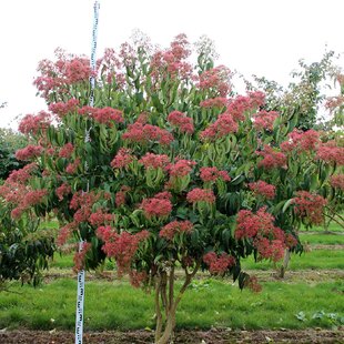 Heptacoidum Miconiodes 50/80 cm, v črepníku Heptacoidum Miconiodes