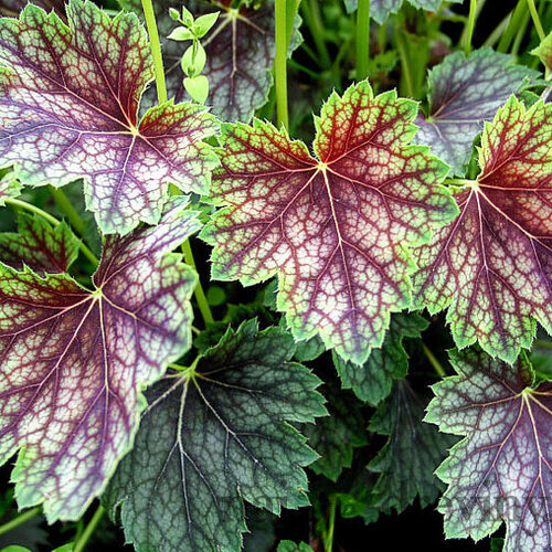 Heuchera americká Dale, v črepníku Heuchera amer. Dale