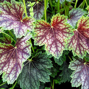 Heuchera americká Dale, v črepníku Heuchera amer. Dale