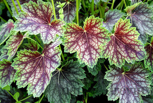 Heuchera americká Dale, v črepníku Heuchera amer. Dale