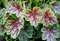 Heuchera americká Dale, v črepníku Heuchera amer. Dale