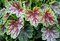 Heuchera americká Dale, v črepníku Heuchera amer. Dale