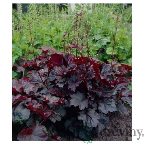 Heuchera americká Palace Purple, v črepníku Heuchera amer. Palace Purple