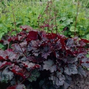 Heuchera americká Palace Purple, v črepníku Heuchera amer. Palace Purple