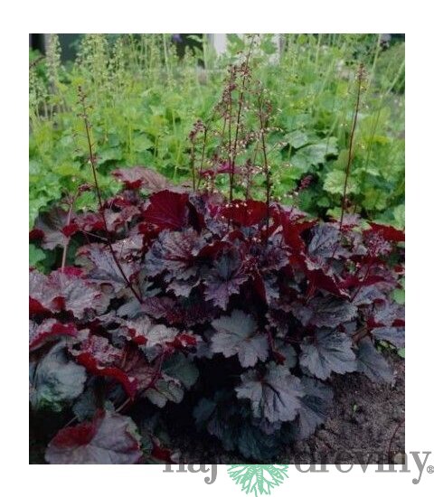 Heuchera americká Palace Purple, v črepníku Heuchera amer. Palace Purple