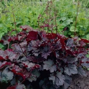 Heuchera americká Palace Purple, v črepníku Heuchera amer. Palace Purple