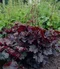 Heuchera americká Palace Purple, v črepníku Heuchera amer. Palace Purple