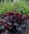 Heuchera americká Palace Purple, v črepníku Heuchera amer. Palace Purple