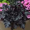 Heuchera BLACK Pearl, výška 15/25 cm, v črepníku Heuchera Black Pearl