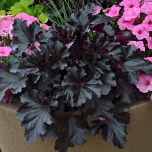 Heuchera BLACK Pearl, výška 15/25 cm, v črepníku Heuchera Black Pearl