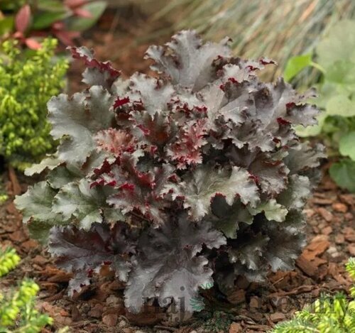 Heuchera BLACK Taffeta PBR, výška 15/25 cm, v črepníku Heuchera Black Taffeta PBR