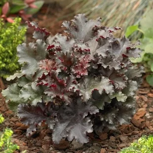 Heuchera BLACK Taffeta PBR, výška 15/25 cm, v črepníku Heuchera Black Taffeta PBR