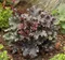 Heuchera BLACK Taffeta PBR, výška 15/25 cm, v črepníku Heuchera Black Taffeta PBR