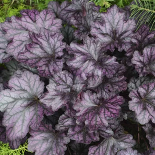 Heuchera BLACKBERRY, v črepníku Heuchera BLACKBERRY