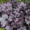 Heuchera BLACKBERRY, v črepníku Heuchera BLACKBERRY