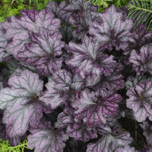 Heuchera BLACKBERRY, v črepníku Heuchera BLACKBERRY