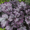 Heuchera BLACKBERRY, v črepníku Heuchera BLACKBERRY