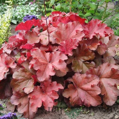 Heuchera BOYSENBERRY, v črepníku Heuchera BOYSENBERRY
