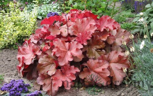 Heuchera BOYSENBERRY, v črepníku Heuchera BOYSENBERRY
