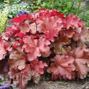 Heuchera BOYSENBERRY, v črepníku Heuchera BOYSENBERRY