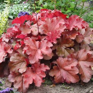 Heuchera BOYSENBERRY, v črepníku Heuchera BOYSENBERRY