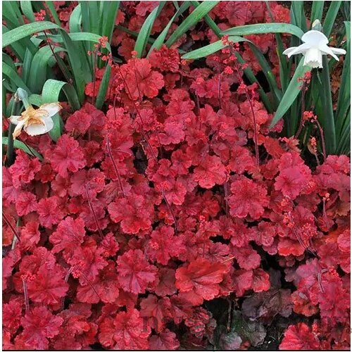 Heuchera Cherry Cola, výška 15/25 cm, v črepníku Heuchera Cherry Cola