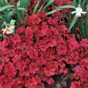 Heuchera Cherry Cola, výška 15/25 cm, v črepníku Heuchera Cherry Cola