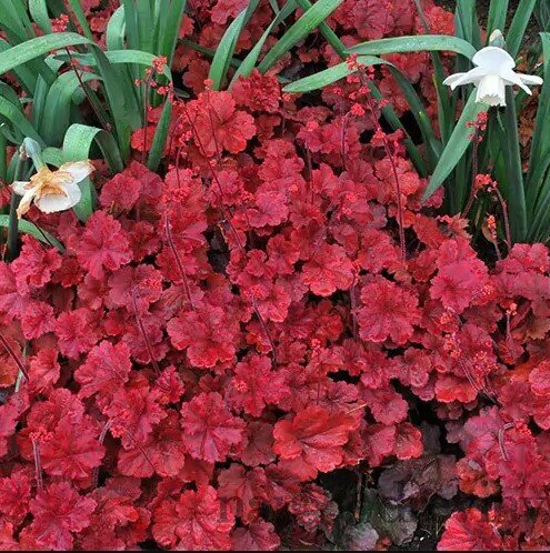 Heuchera Cherry Cola, výška 15/25 cm, v črepníku Heuchera Cherry Cola