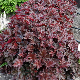 Heuchera Chocolate Ruffles, v črepníku Heuchera Chocolate Ruffles