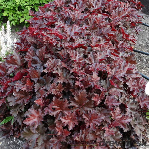Heuchera Chocolate Ruffles, v črepníku Heuchera Chocolate Ruffles