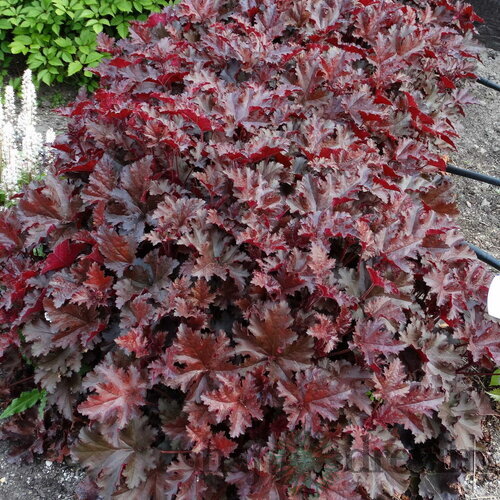 Heuchera Chocolate Ruffles, v črepníku Heuchera Chocolate Ruffles