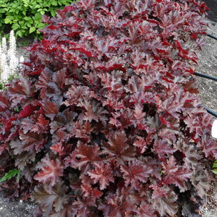 Heuchera Chocolate Ruffles, v črepníku Heuchera Chocolate Ruffles