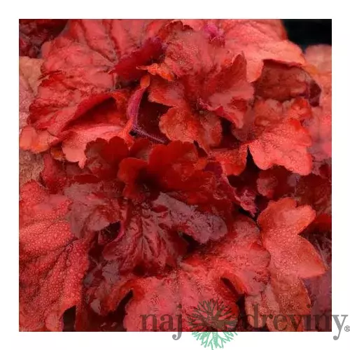 Heuchera Fire Alarm, výška 15/25 cm, v črepníku Heuchera Fire Alarm