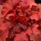 Heuchera Fire Alarm, výška 15/25 cm, v črepníku Heuchera Fire Alarm