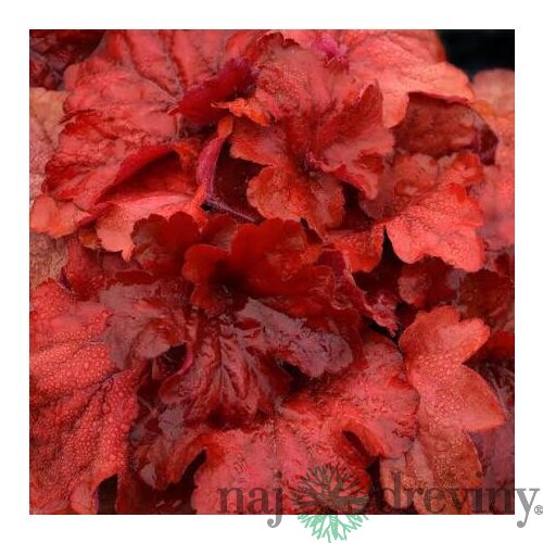 Heuchera Fire Alarm, výška 15/25 cm, v črepníku Heuchera Fire Alarm