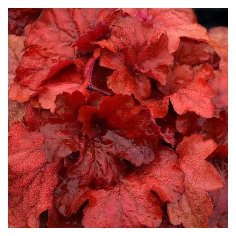 Heuchera Fire Alarm, výška 15/25 cm, v črepníku Heuchera Fire Alarm