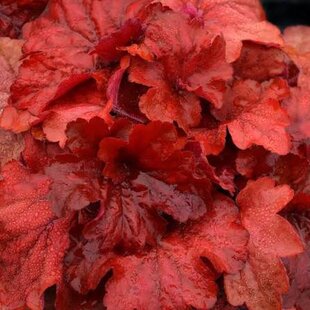 Heuchera Fire Alarm, výška 15/25 cm, v črepníku Heuchera Fire Alarm