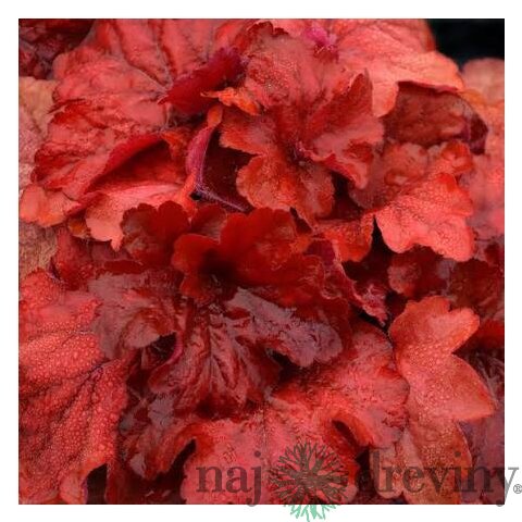 Heuchera Fire Alarm, výška 15/25 cm, v črepníku Heuchera Fire Alarm
